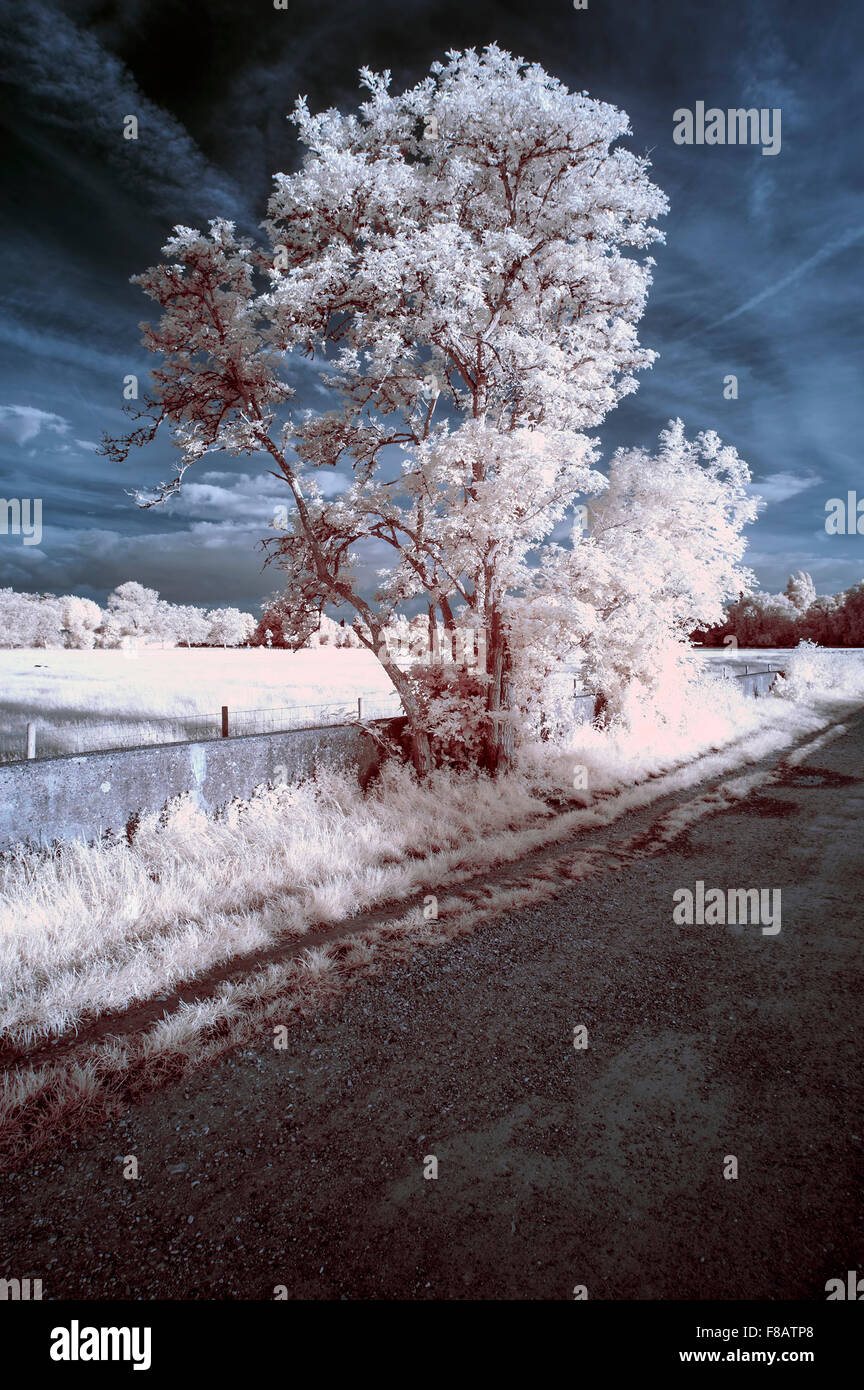 Stunning unique infra red landscape with false color impact Stock Photo