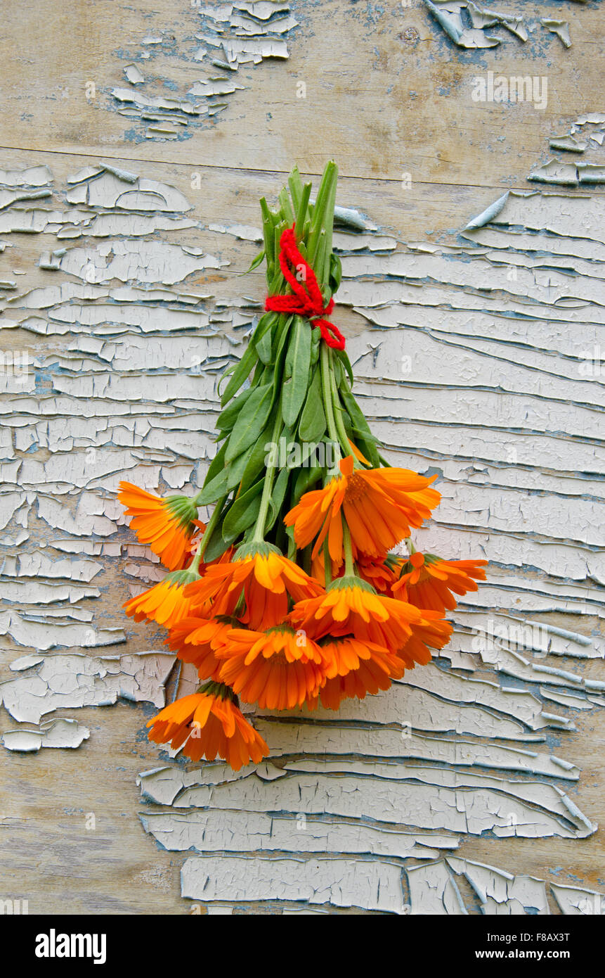 Bundle of freshly picked calendula hanging on peeling wooden background ...