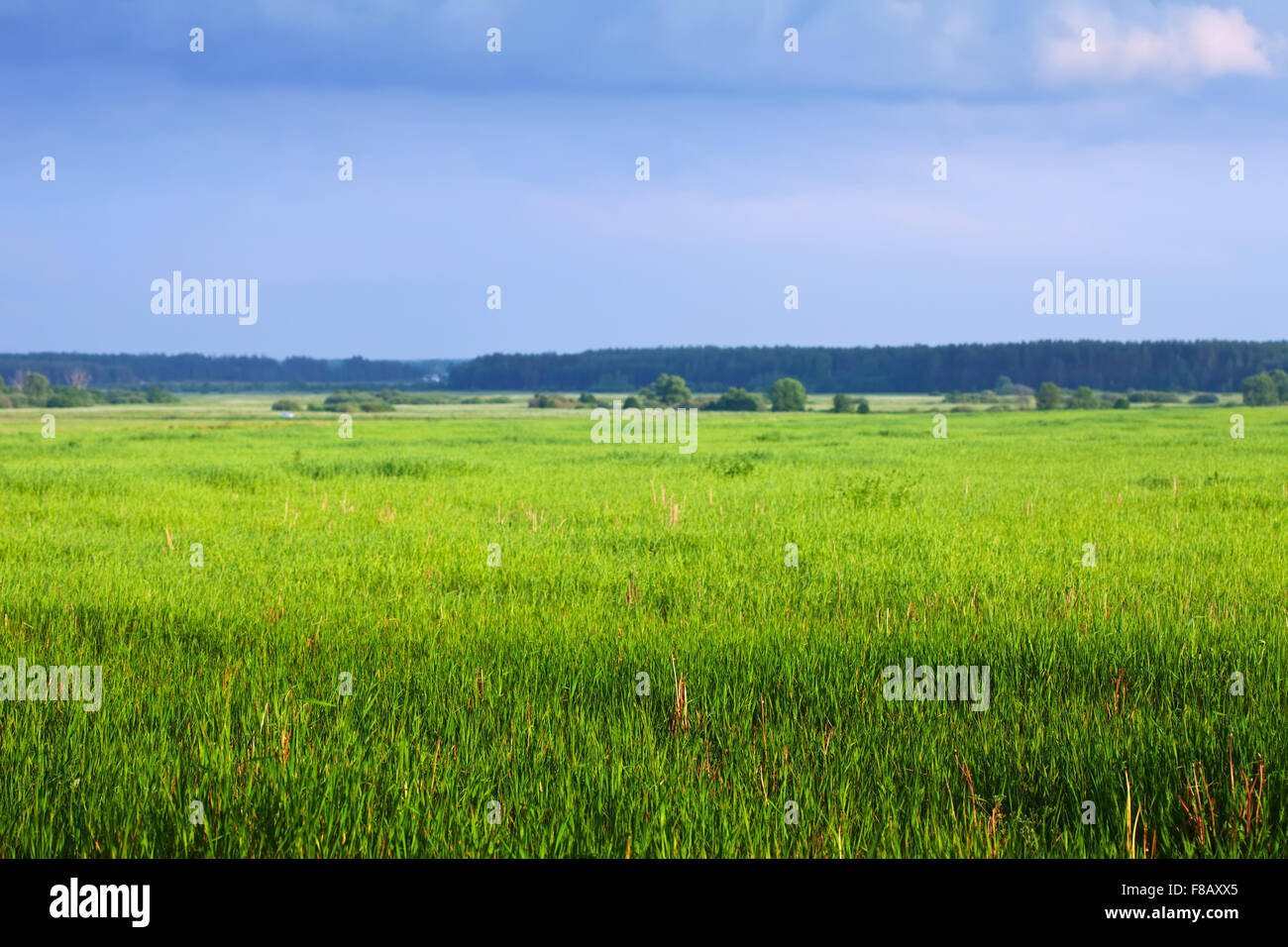 Summer landscape with green meadow under blue sky Stock Photo - Alamy