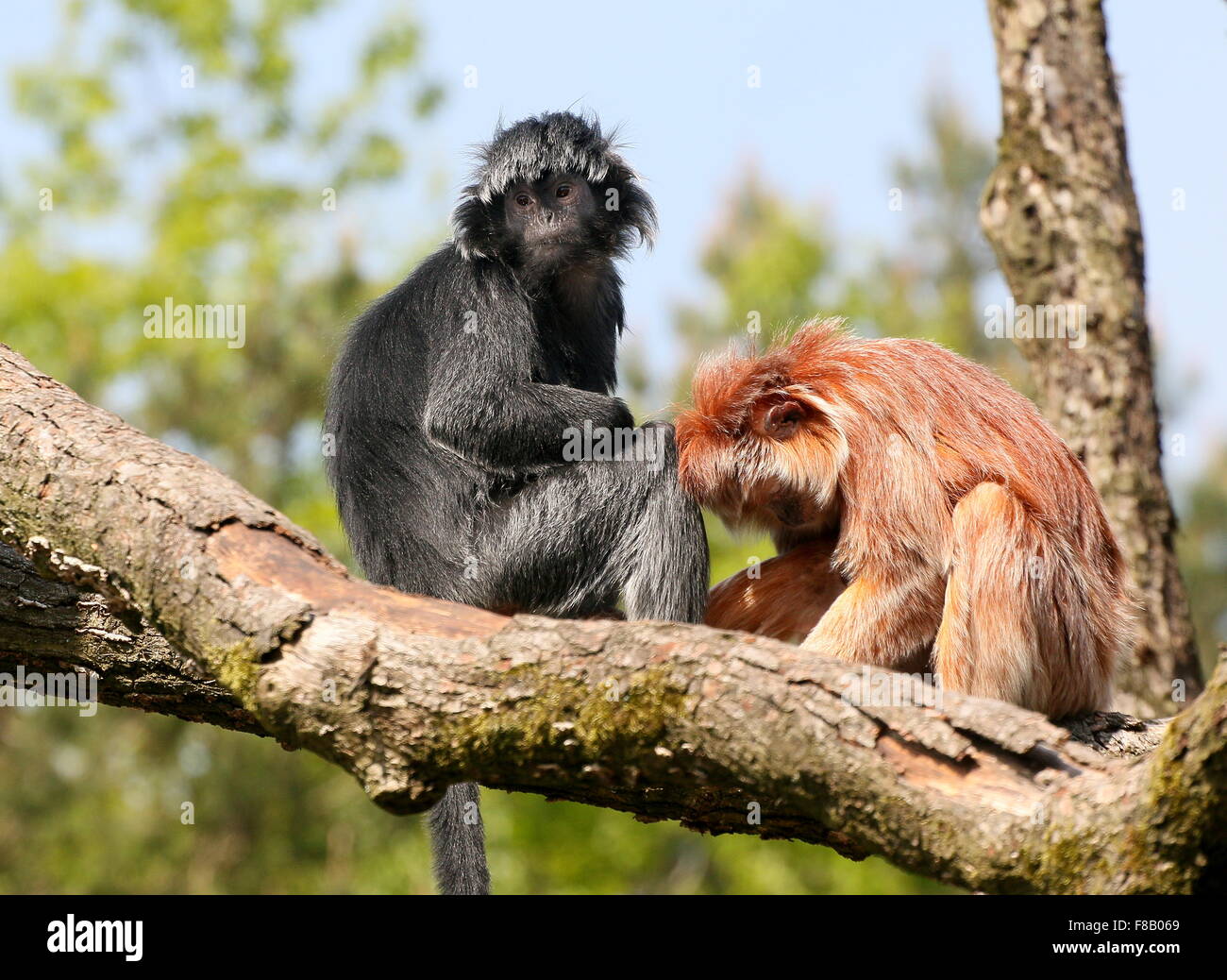 Pair of grooming Javan Langur Monkeys a.k.a. Ebony Lutungs