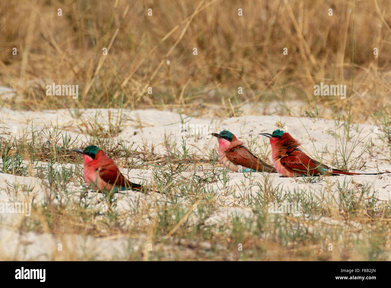 large nesting colony of Nothern Carmine Bee-eater (Merops nubicoides) on bank of the Zambezi river in Caprivi Namibia, Africa Stock Photo