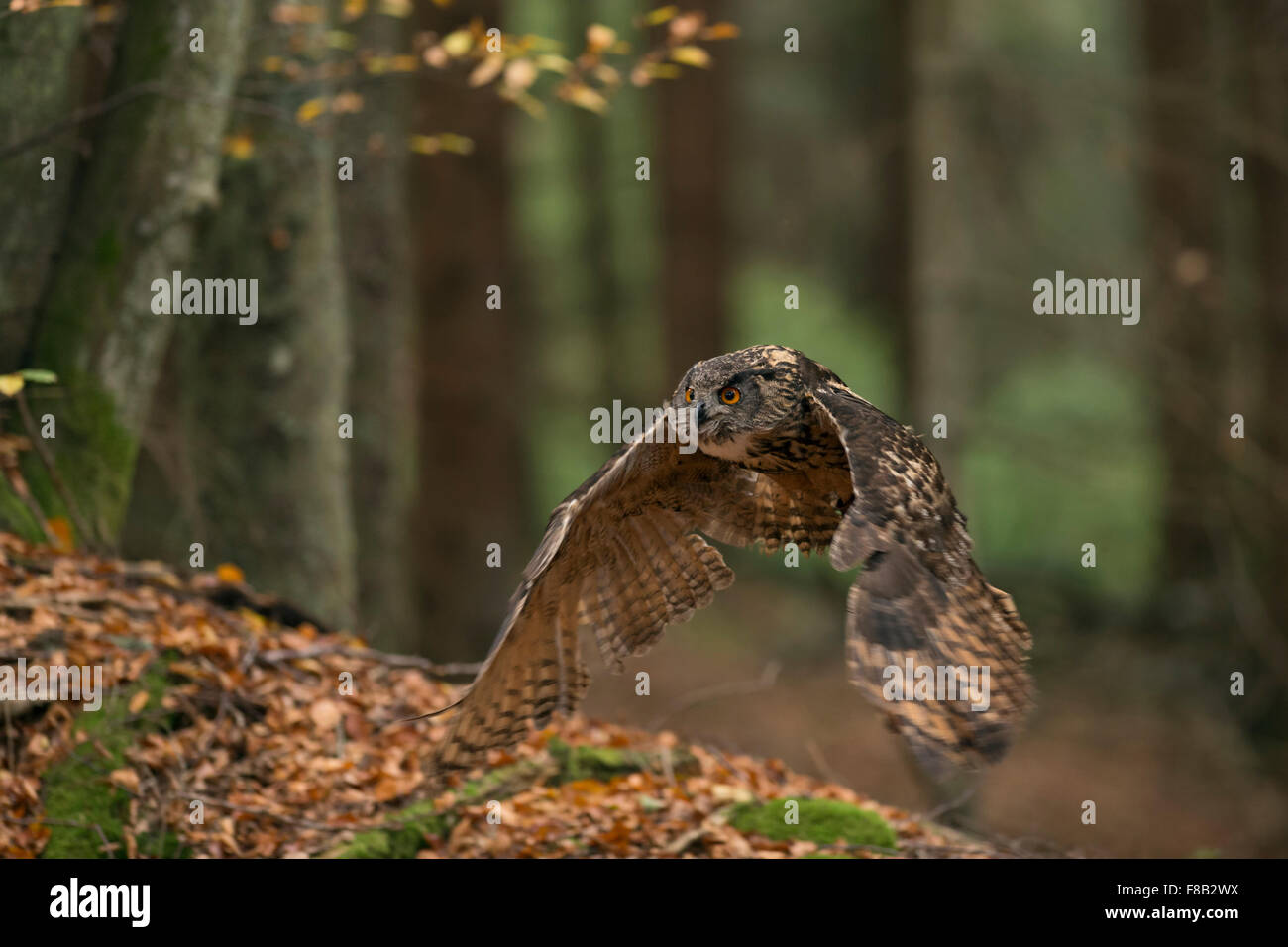 Eurasian Eagle Owl / Europaeischer Uhu ( Bubo bubo ) in flight through an open forest in autumn. Stock Photo