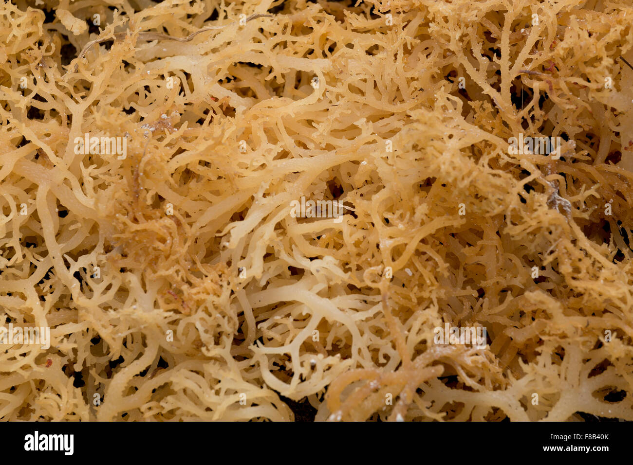 Drying seaweed farmed along the coast of Nusa Penida Stock Photo