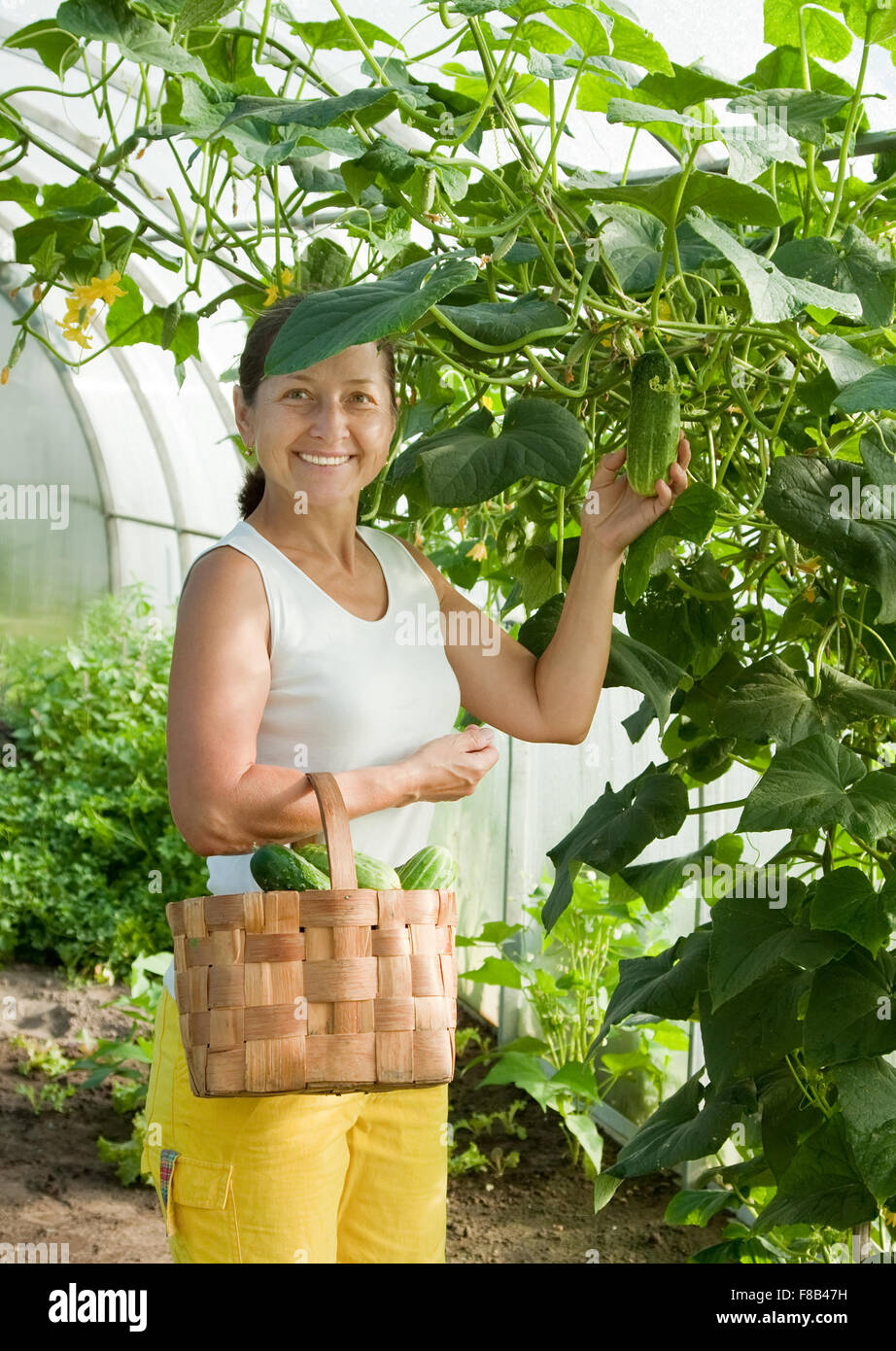 Smiling woman with harvesting cucumbers in greenhouse Stock Photo - Alamy