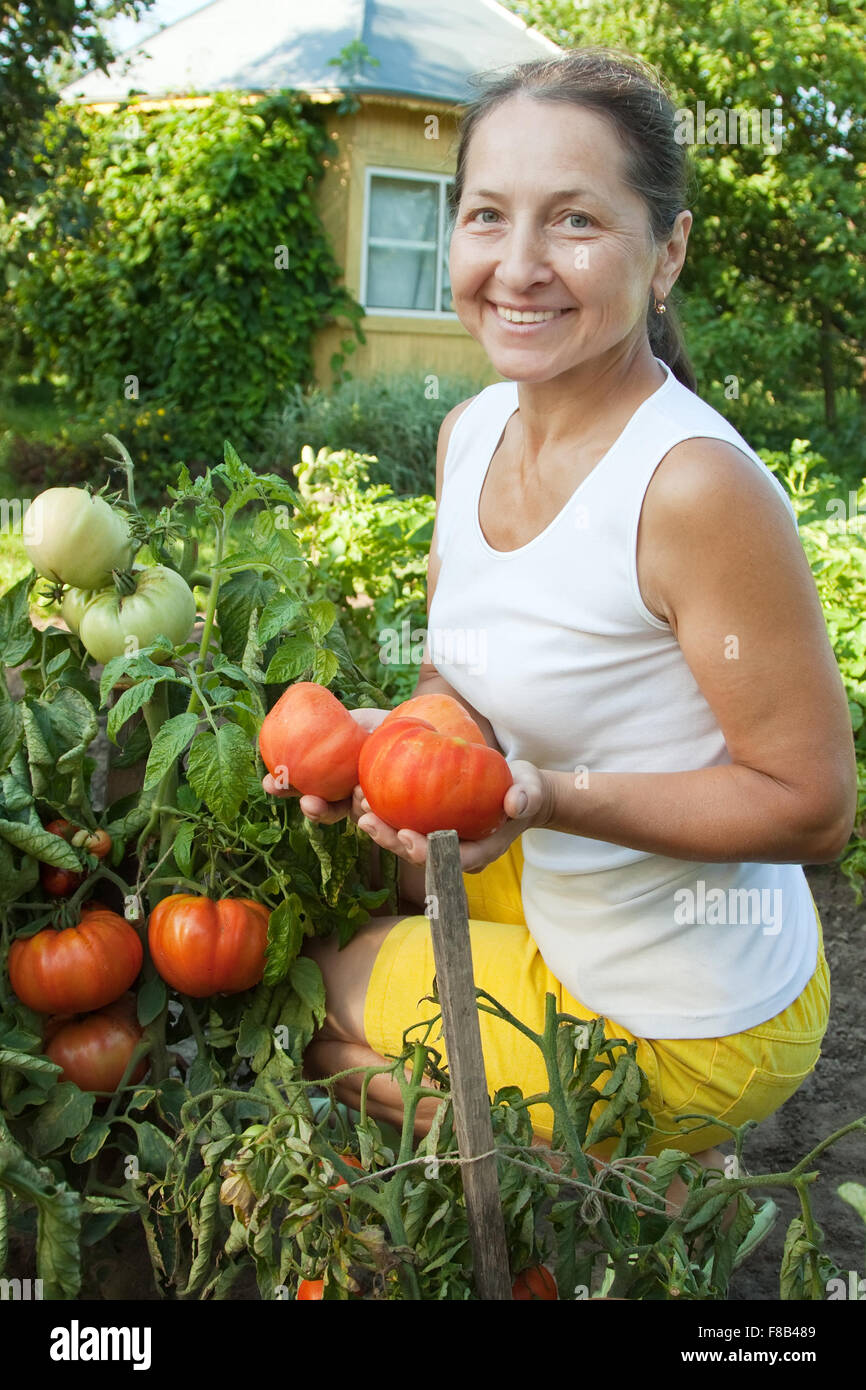 Mature woman picking tomato in plant Stock Photo - Alamy