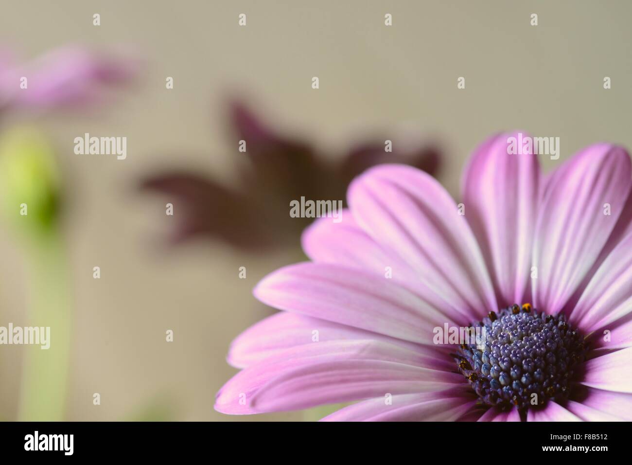 purple daisies background Stock Photo - Alamy