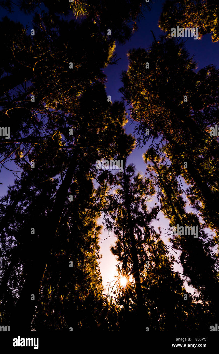 Morning Scene in the Forest Stock Photo - Alamy