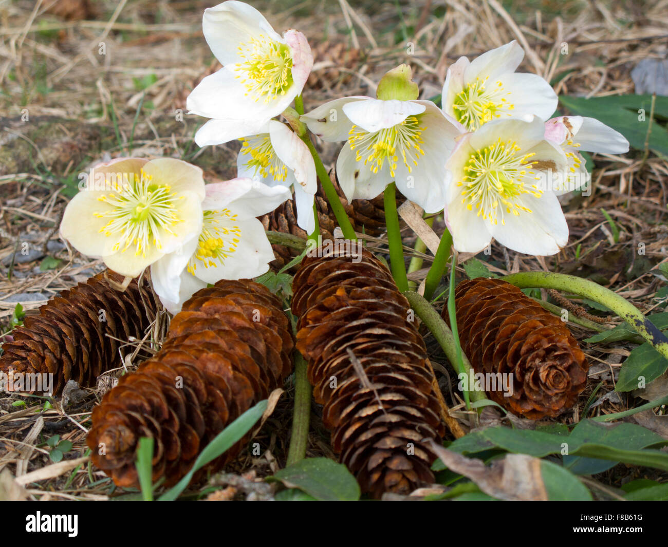 Österreich, Niederösterreich, Scheibbs, Schneerosen am Schwarzenberg Stock Photo