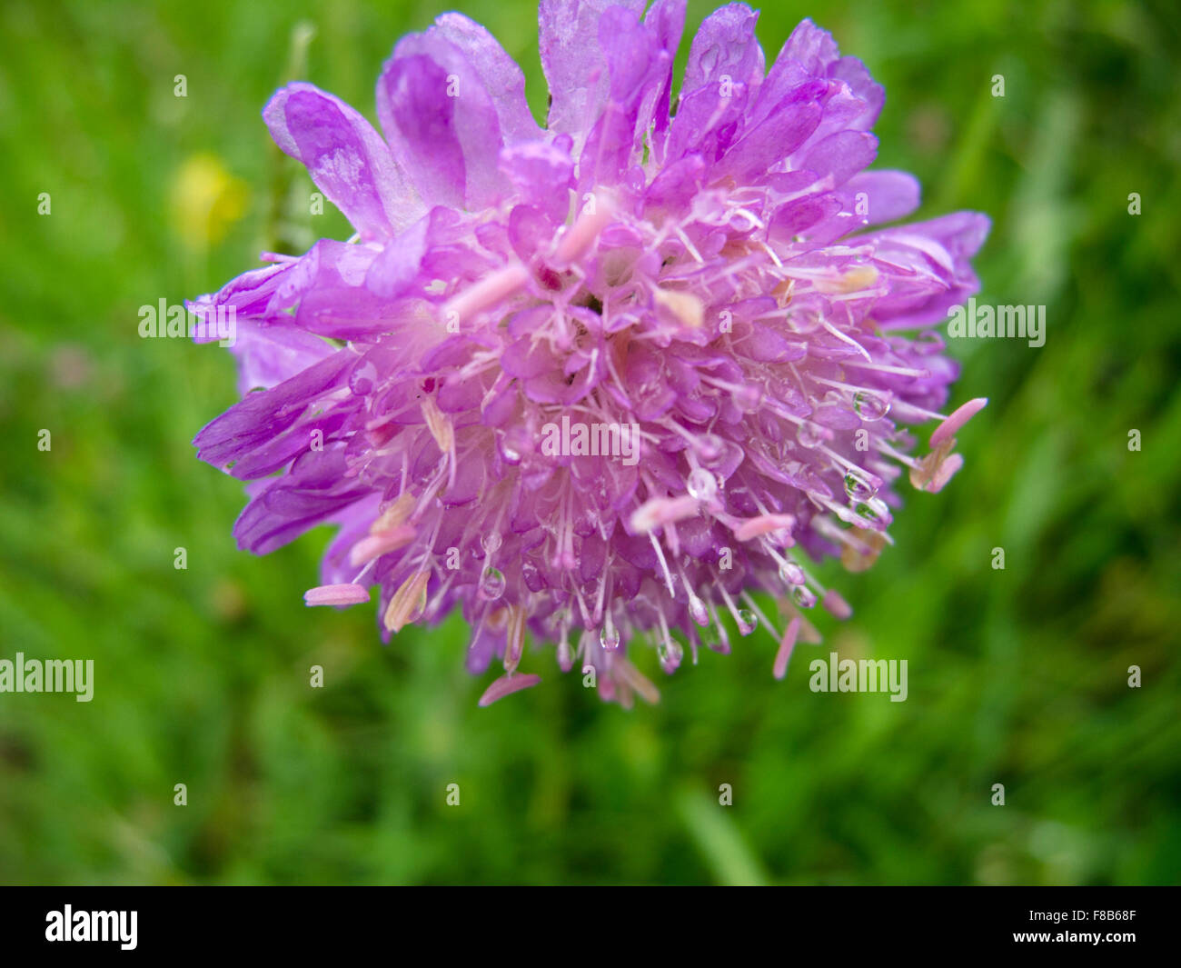 Österreich, Niederösterreich, Scheibbs, Wiesenblume Knopfblume Stock Photo
