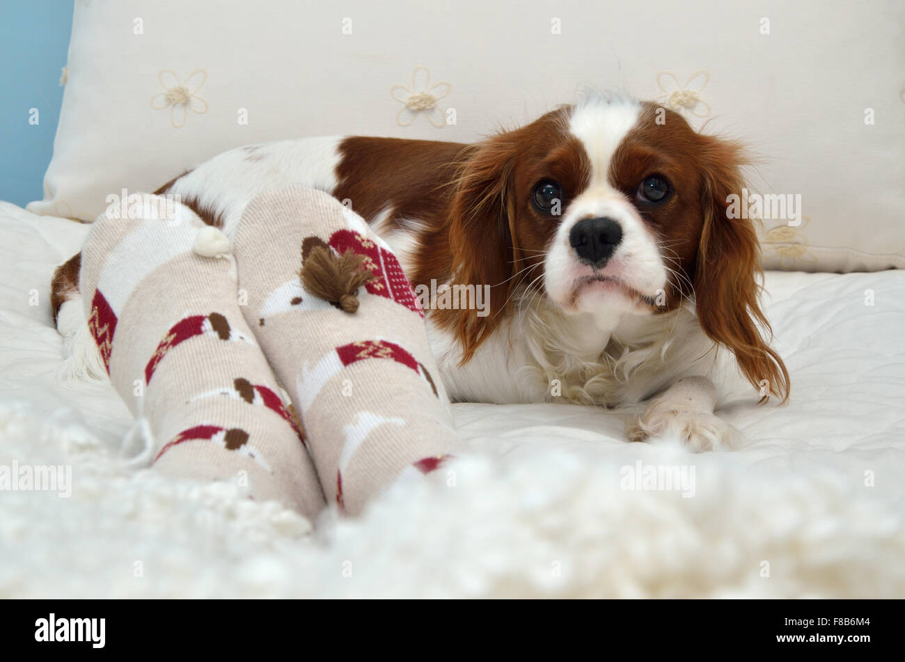 Beautiful Cavalier King Charles spaniel and female foot in
