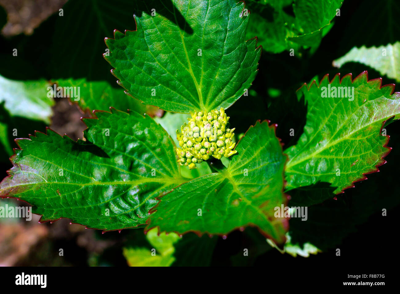 HYDRANGEA IN EARLY BUD Stock Photo Alamy