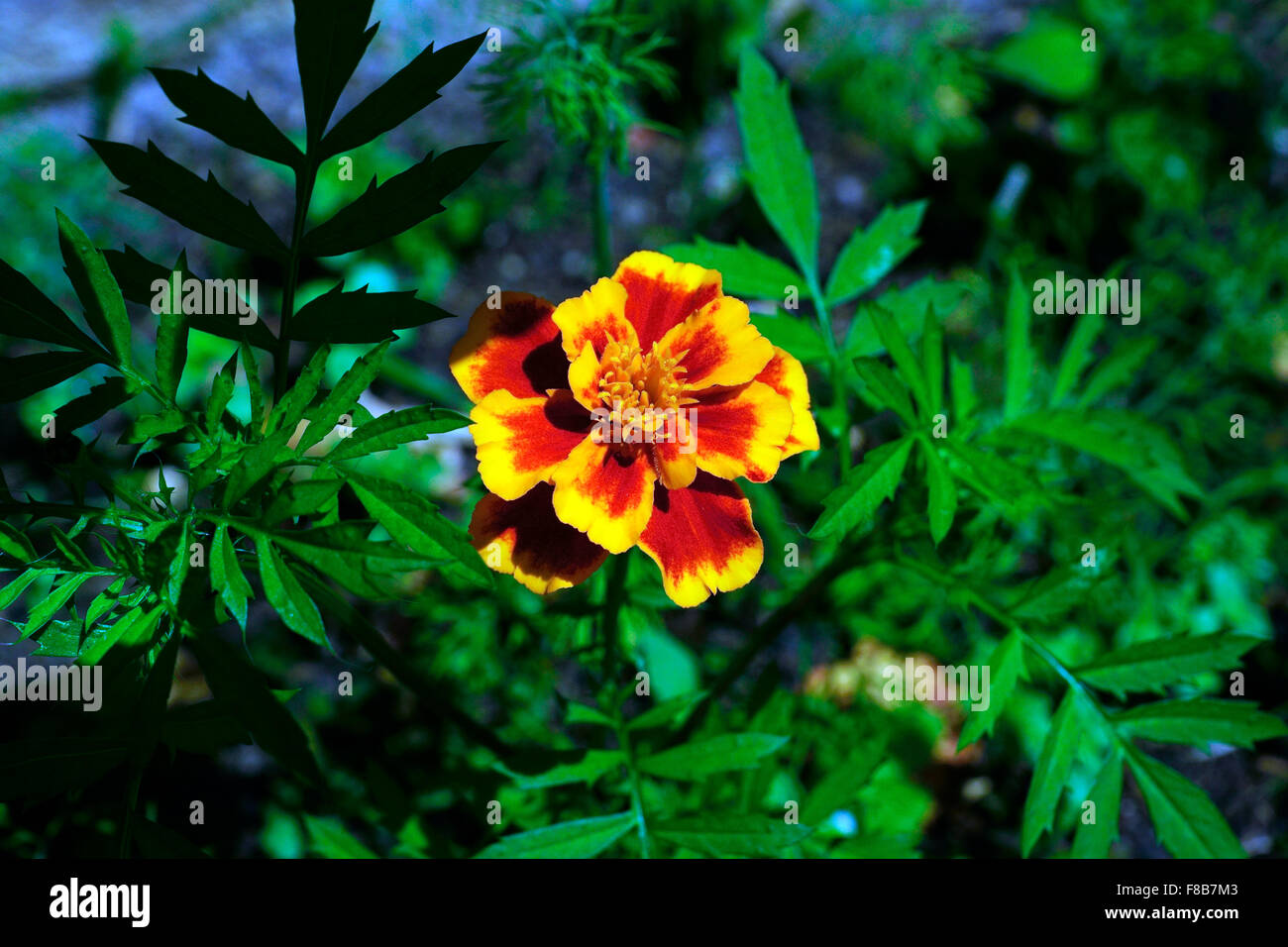 MARIGOLD WITH SHADOW Stock Photo Alamy