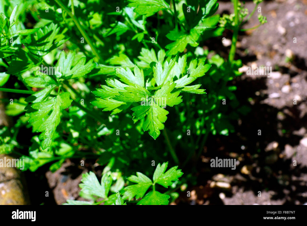 PARSLEY READY TO EAT Stock Photo Alamy