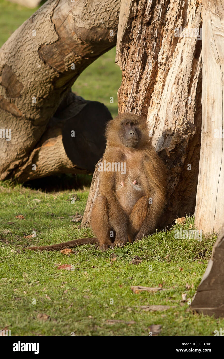 photo of a resting Guinea Baboon Stock Photo