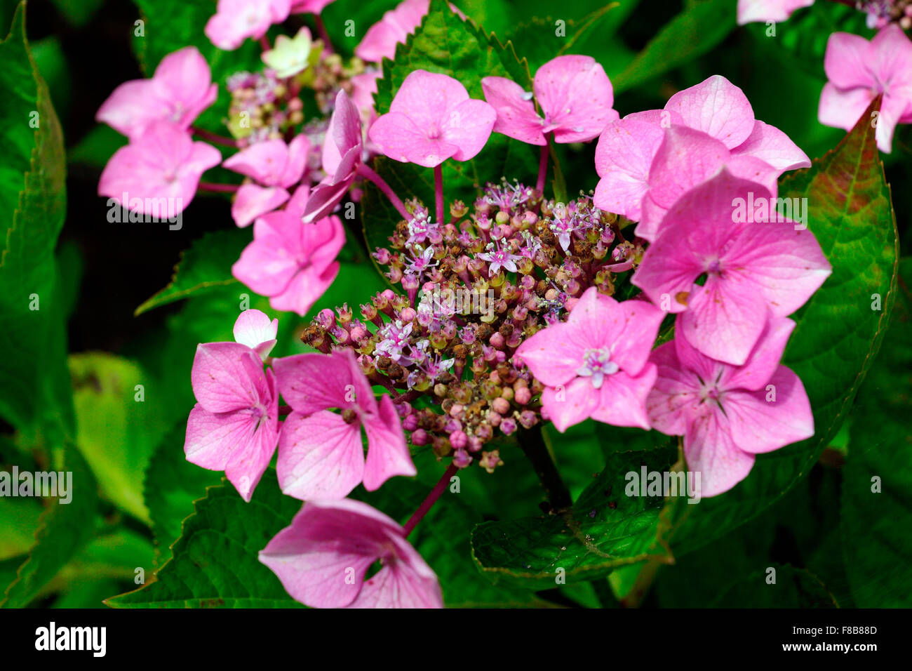 HYDRANGEA BUD AND FLOWER Stock Photo Alamy