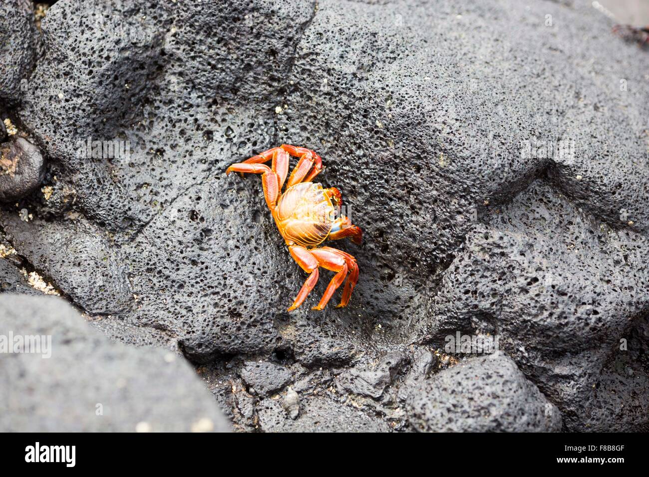 Wildlife on the Galapagos Islands , Ecuador . Sally Lightfoot Crab Stock Photo