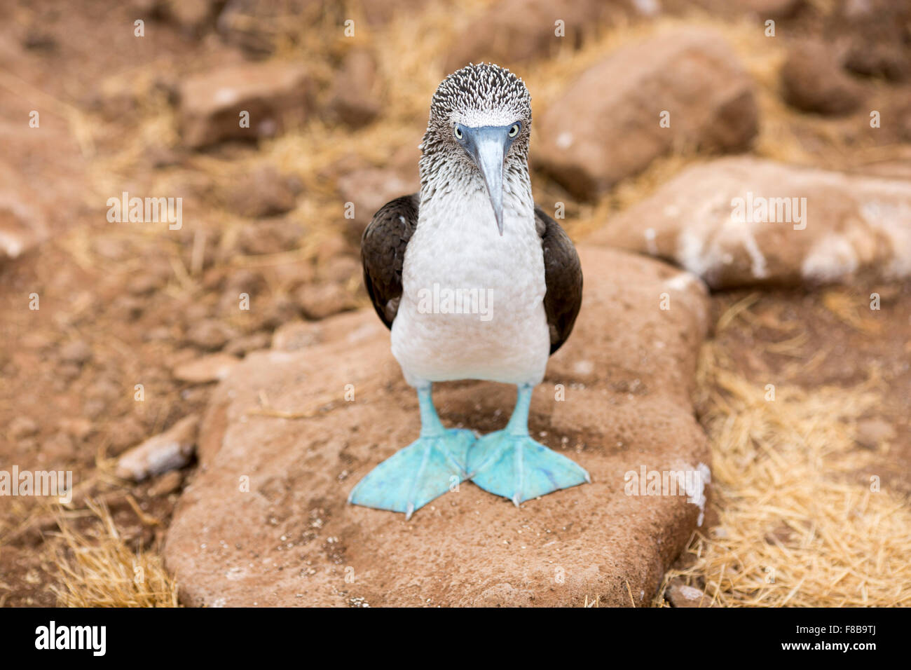Wildlife on the Galapagos Islands , Ecuador . Blue-Footed Booby Stock Photo