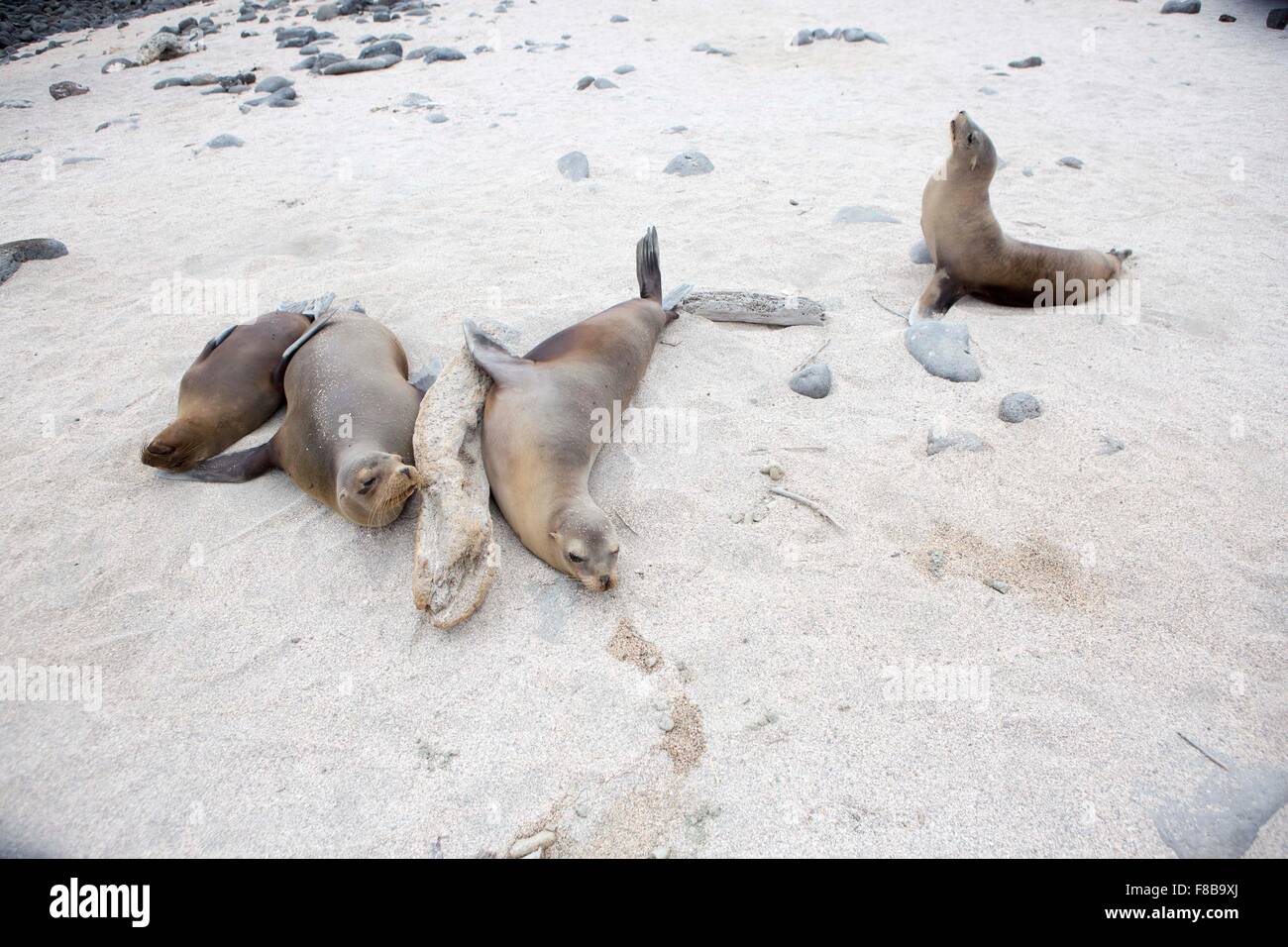 Wildlife on the Galapagos Islands , Ecuador . Sea lions on a beach Stock Photo