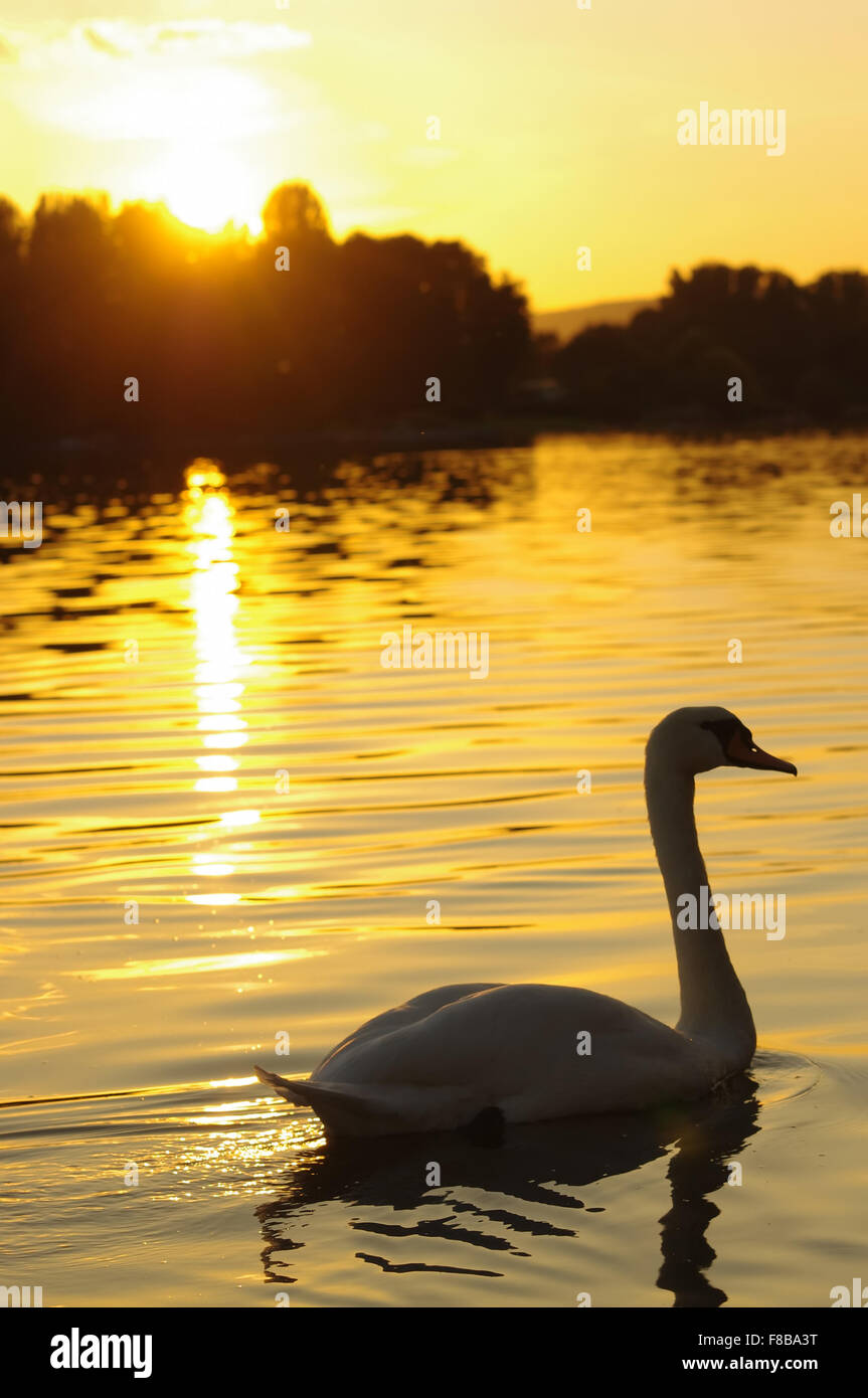 Swan gliding on water at sunset Stock Photo Alamy