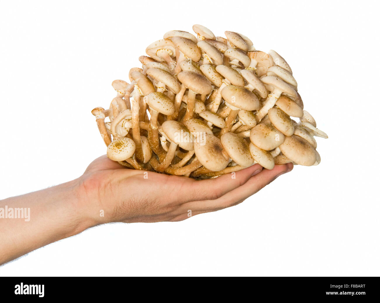 Autumn mushrooms in hand isolated Stock Photo