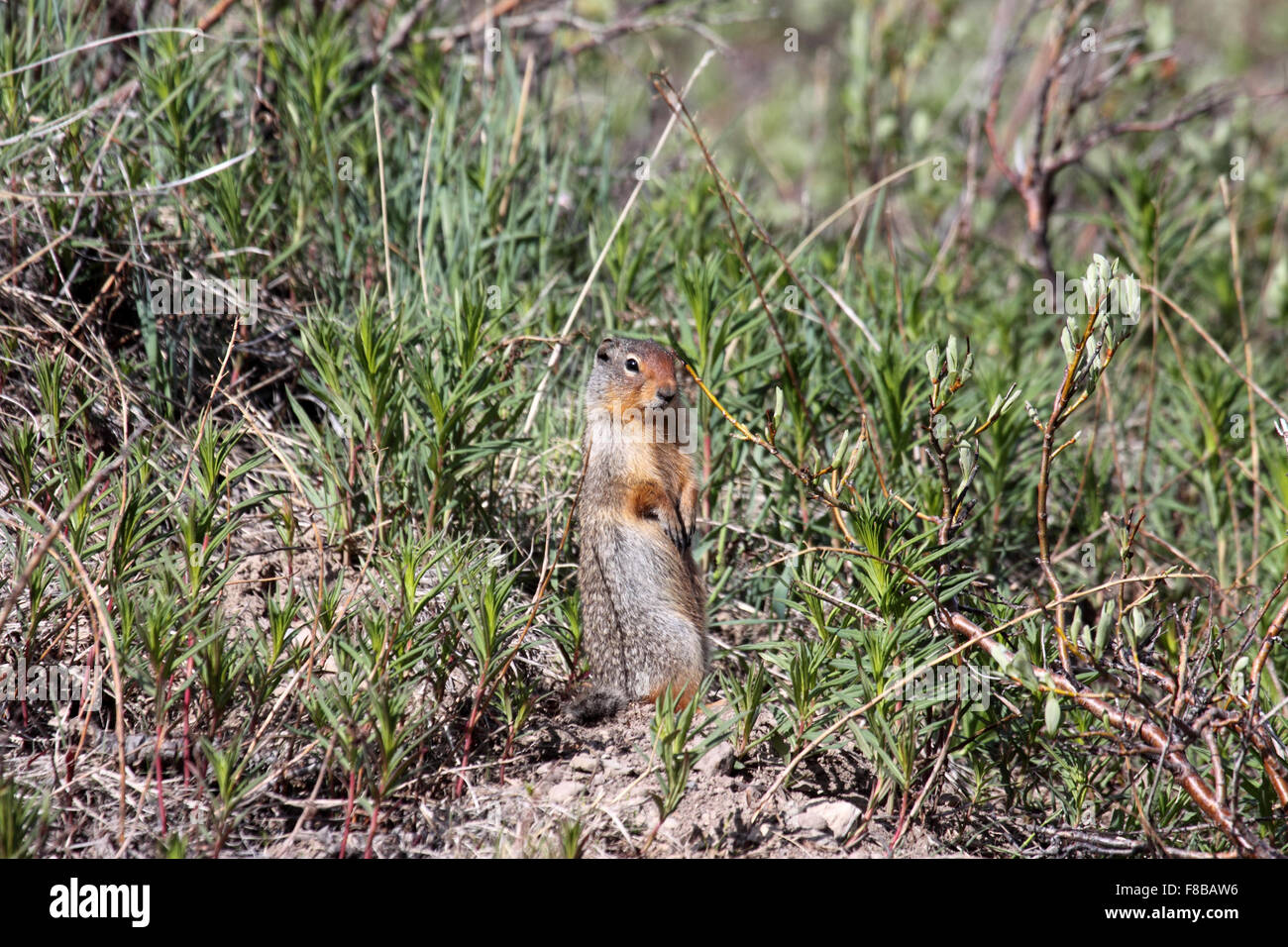 Columbian ground squirrel at burrow entrance having emerged from Winter