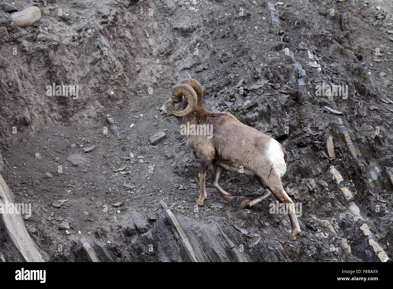Ram climbing mountain photography and Alamy