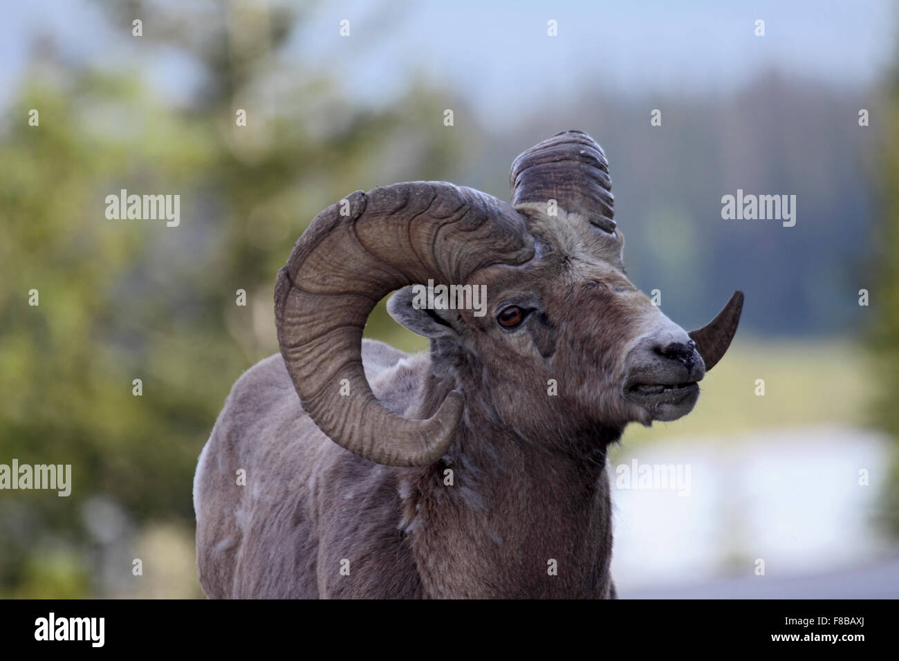 Bighorn ram in Spring in Canada Stock Photo - Alamy