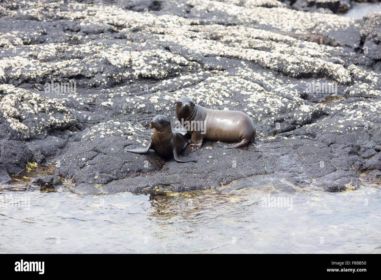 Wildlife on the Galapagos Islands , Ecuador . Sea Lions Stock Photo