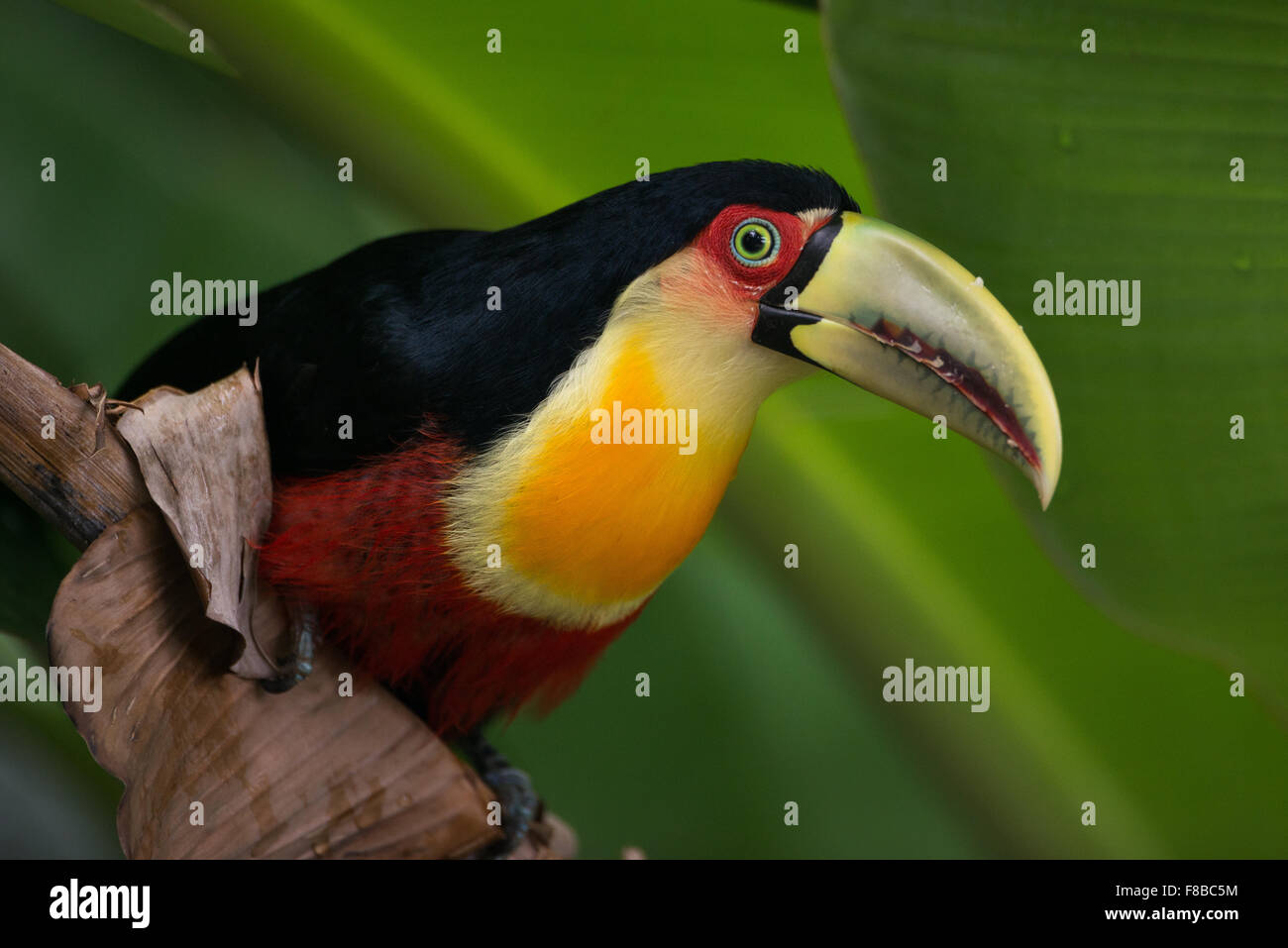 A Red-breasted Toucan from the Atlantic Rainforest Stock Photo