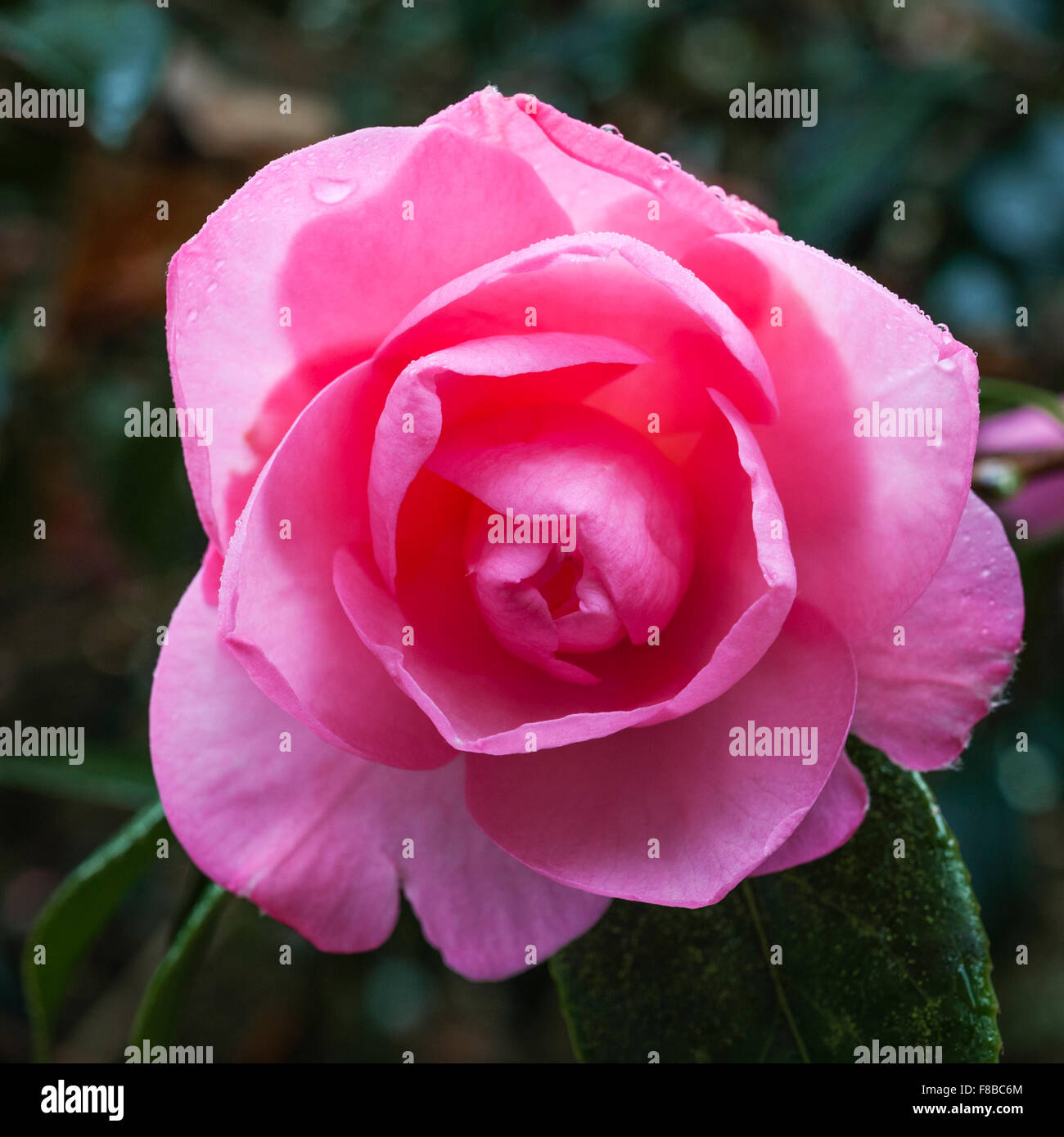 Trewidden Garden, Penzance, Cornwall, UK. A flower of Camellia x williamsii 'Grand Jury' in early spring Stock Photo