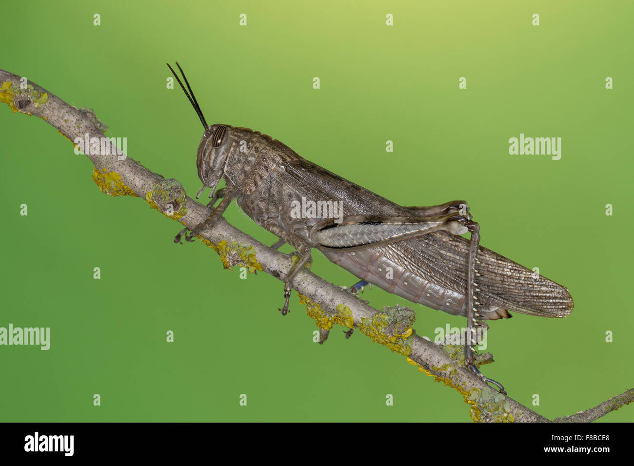Egyptian Locust, Egyptian grasshopper, Ägyptische Wanderheuschrecke, Ägyptische Heuschrecke, Anacridium aegyptium Stock Photo