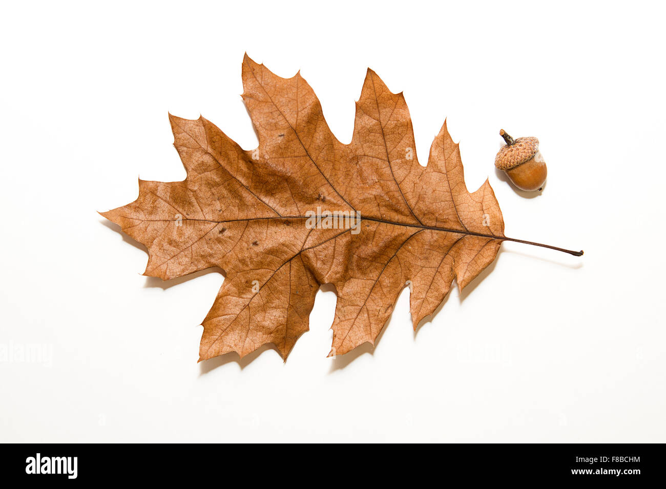 Dry autumn oak leaf on white Stock Photo - Alamy