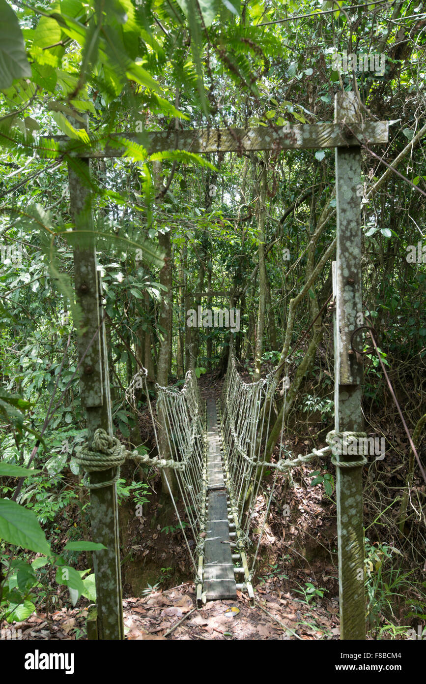 Rickety bridge over river. Rainforest, Sabah, Borneo Stock Photo