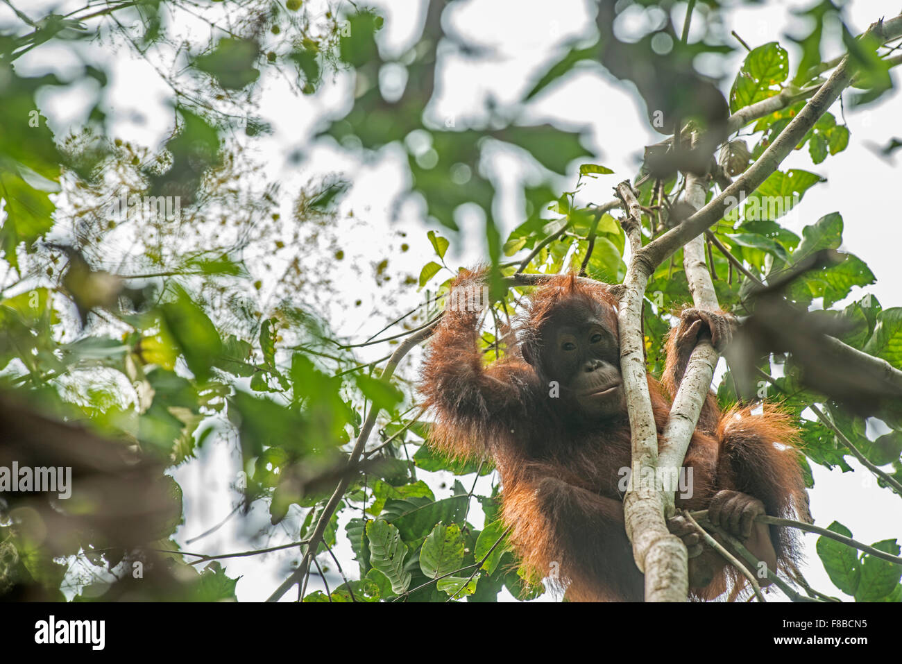 Bornean Orang-utan: Pongo pygmaeus. Danum Valley, Sabah, Borneo. Juvenile, Stock Photo