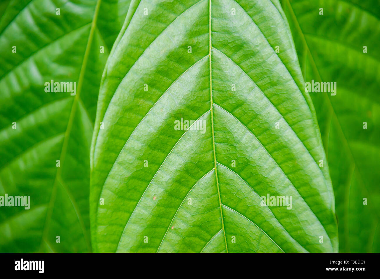 Tropical green leaf with natural veins and texture in a close-up ...