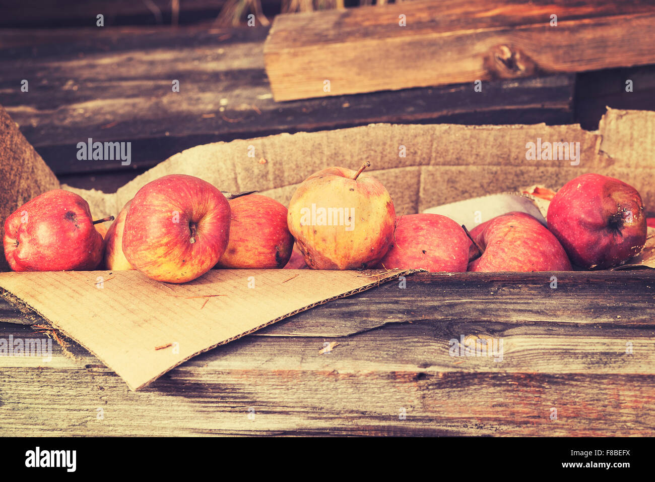 Vintage toned rotten apples in carton on wooden boards. Stock Photo