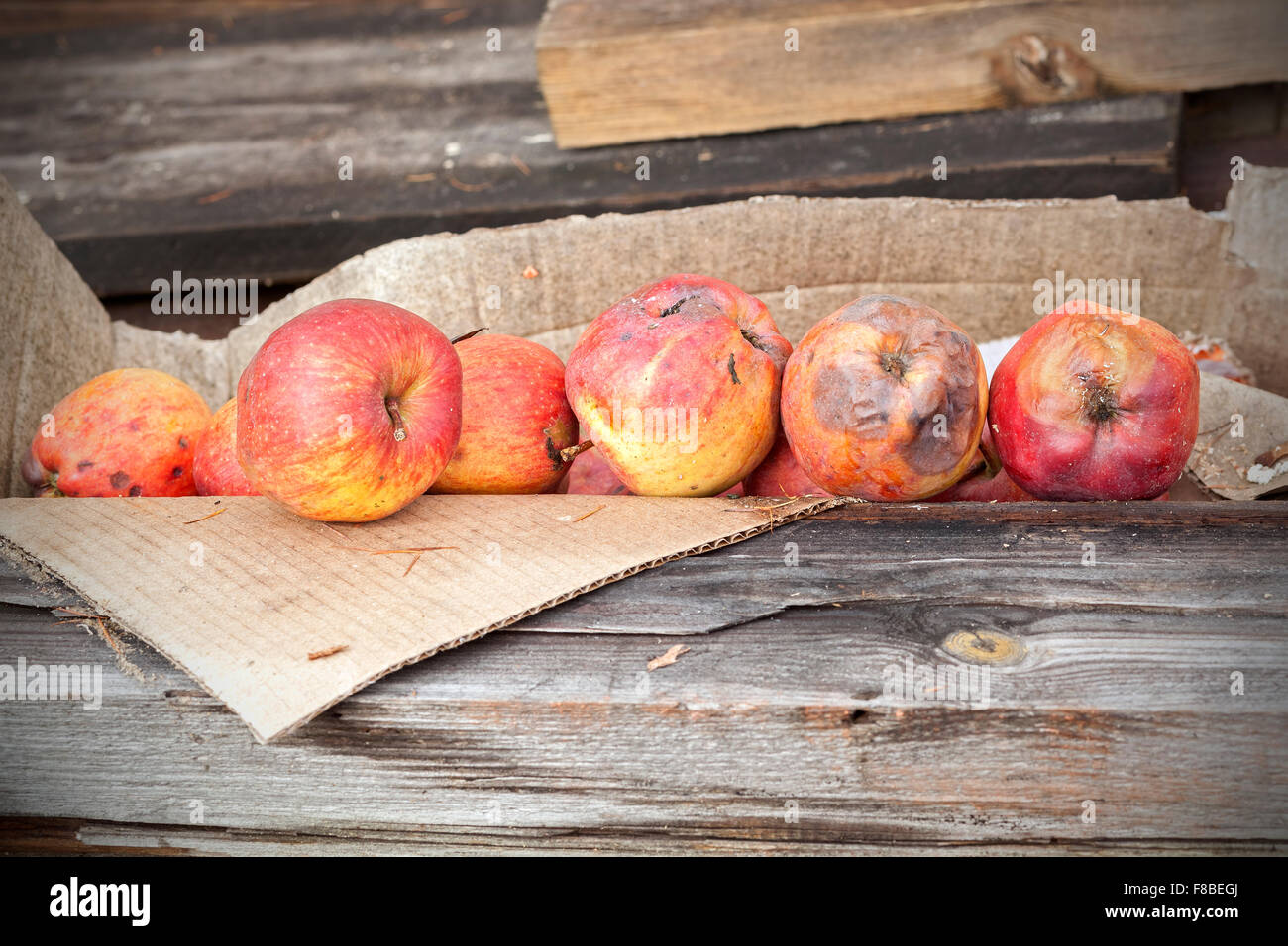 Rotten apples in carton on wooden boards. Stock Photo