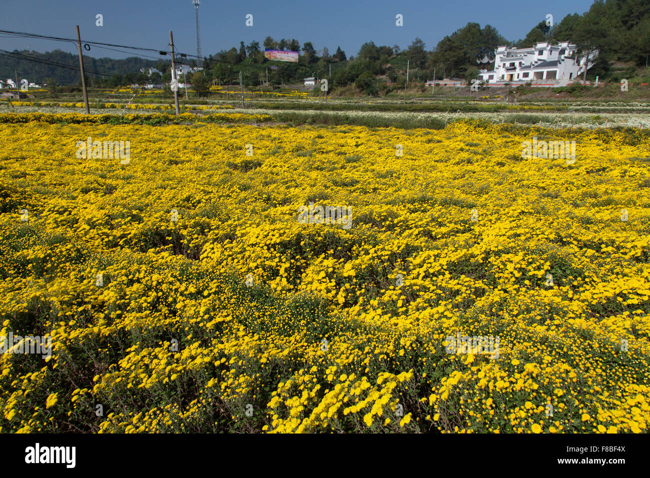 Chrysanthemum Fields for Tea and Medicinal Use Anhui Province China LA008650 Stock Photo