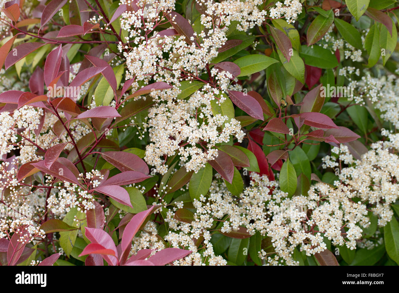 Le Douaire Ile De Vivre Tout Savoir Sur Le Photinia X Fraseri