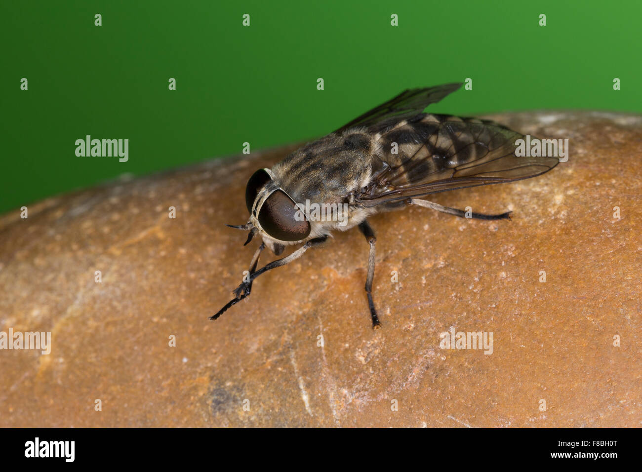 Large Marsh Horsefly, female, Herbst-Rinderbremse, Herbstrinderbremse, Bremse, Herbstbreme, Weibchen, Tabanus autumnalis Stock Photo