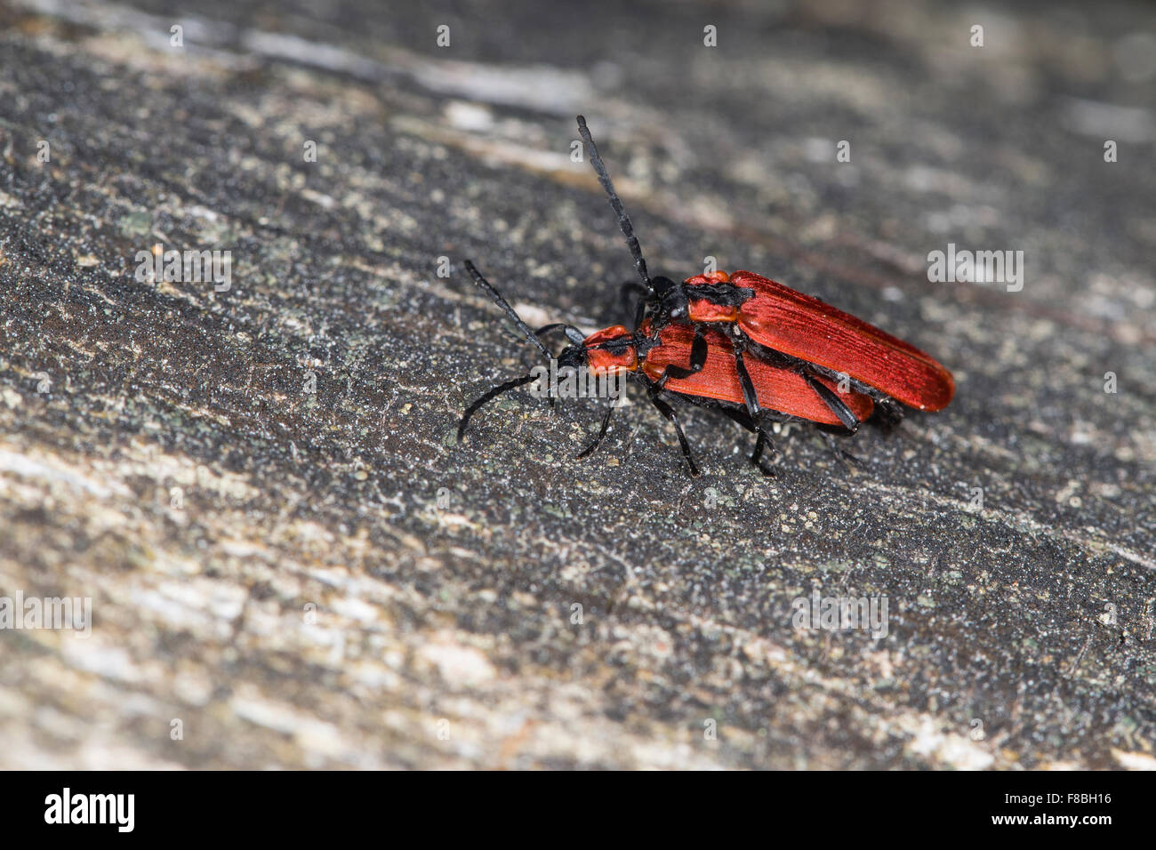Net-winged beetle, pairing, Rüssel-Rotdeckenkäfer, Kopula, Rotdeckenkäfer, Rotdecken-Käfer, Lygistopterus sanguineus, Lycidae Stock Photo