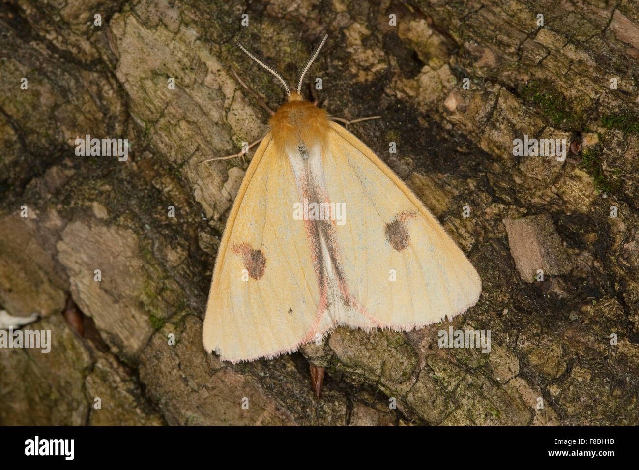 Clouded buff moth, Rotrandbär, Rotrand-Bär, Diacrisia sannio, Bärenspinner, Arctiinae Stock Photo