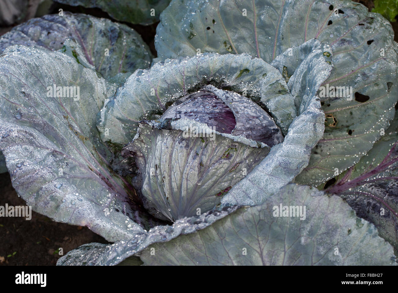 Red cabbage, cabbage, purple cabbage, red kraut, or blue kraut, Rotkohl, Blaukohl, Kohl, Brassica oleracea capitata rubra Stock Photo