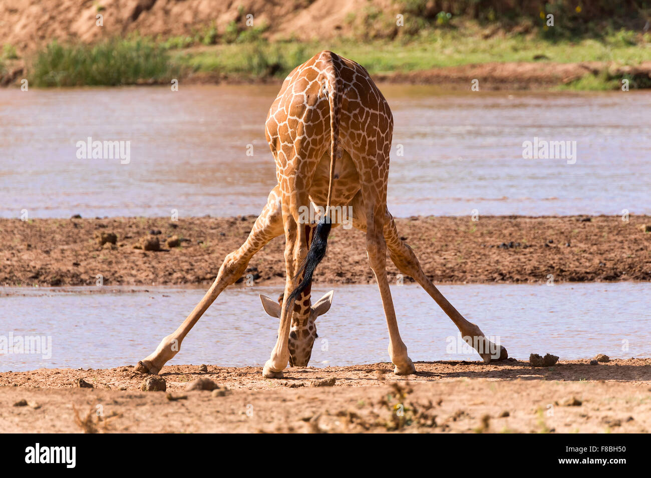 Reticulated giraffe (Giraffa camelopardalis reticulata) drinking at river, Samburu National Reserve, Kenya Stock Photo