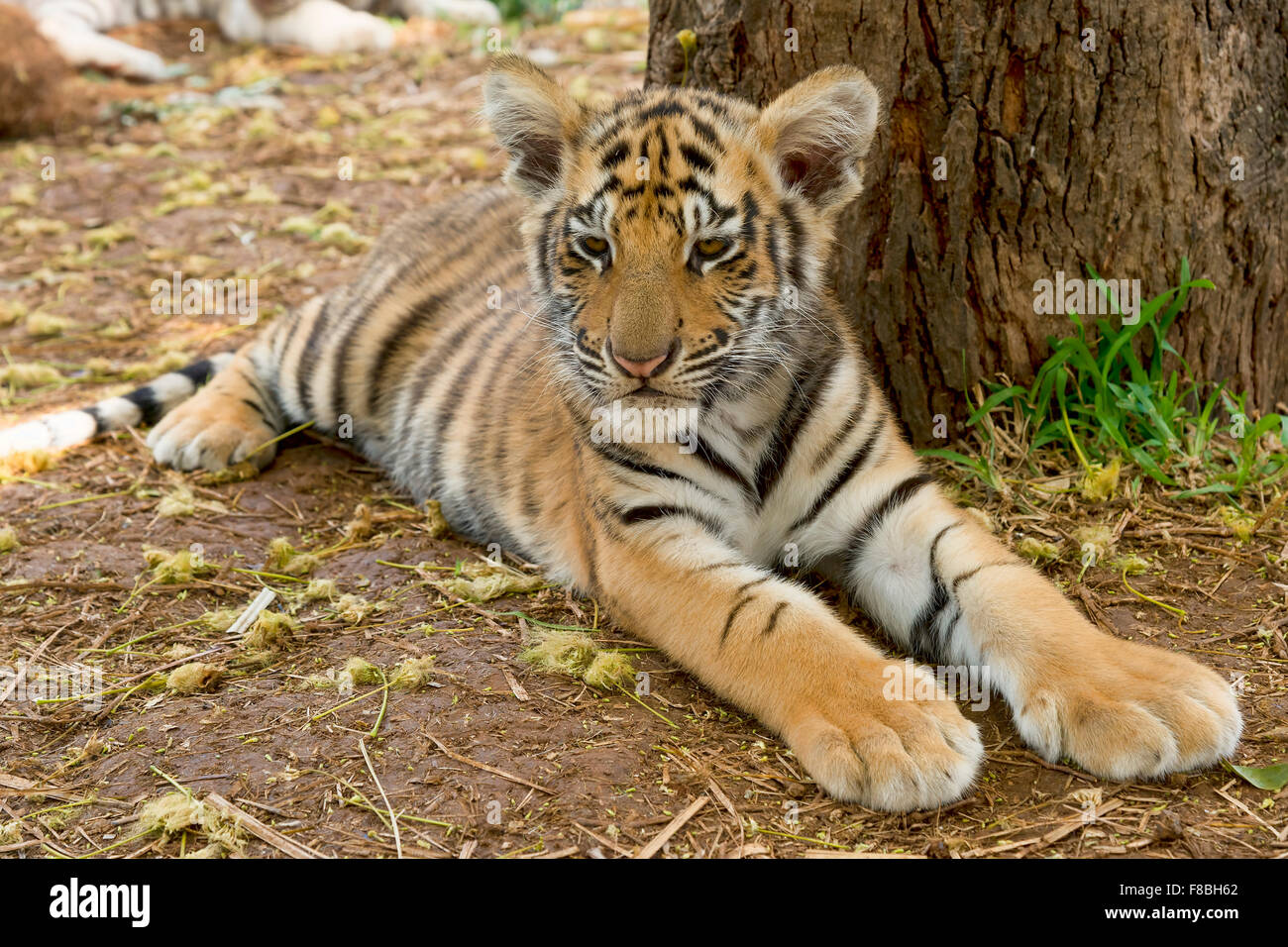 Beautiful bengal tiger stock image. Image of close, asia - 225667113