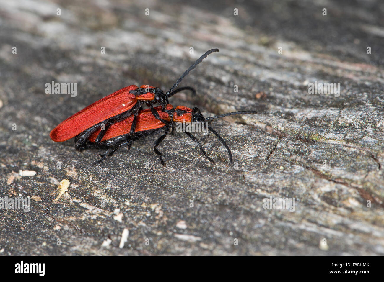 Net-winged beetle, pairing, Rüssel-Rotdeckenkäfer, Kopula, Rotdeckenkäfer, Rotdecken-Käfer, Lygistopterus sanguineus, Lycidae Stock Photo