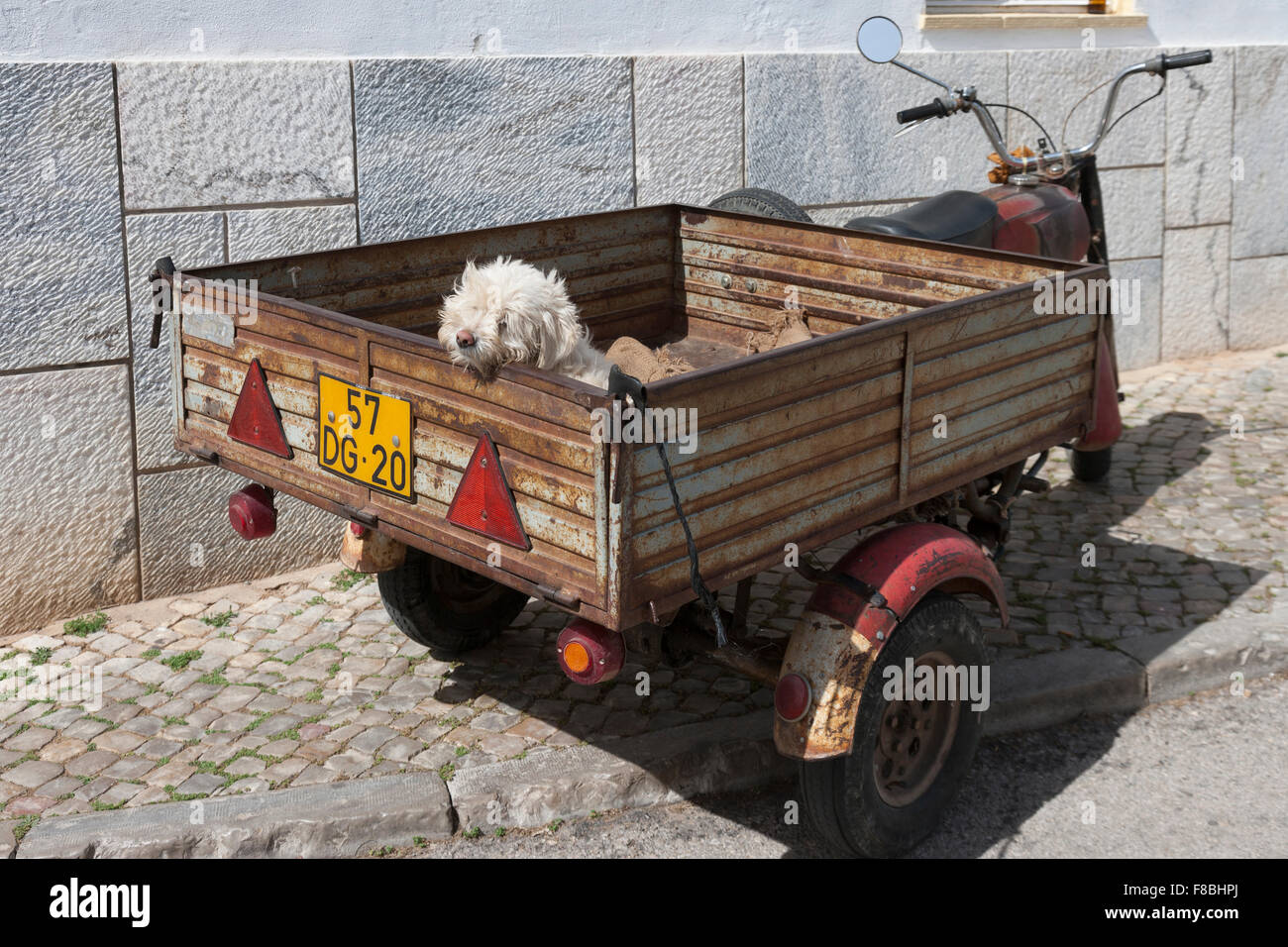 Small white dog in truck on motorcycle, Estoi, Portugal. Stock Photo