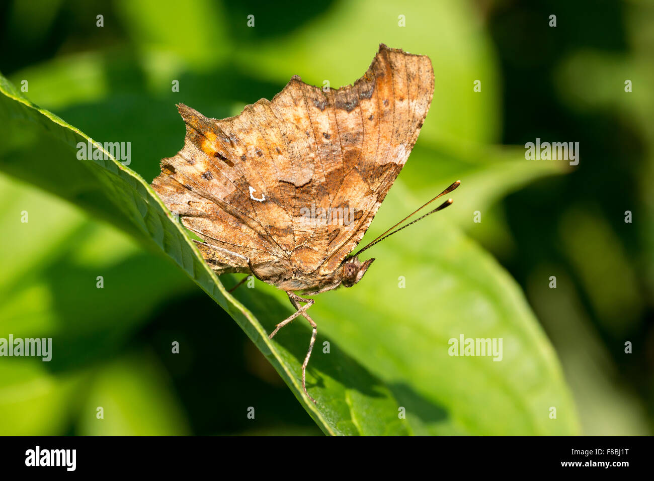 Comma (Polygonia c-album) sitting on leaf, wing underside, white C, identification pattern, medial view Stock Photo
