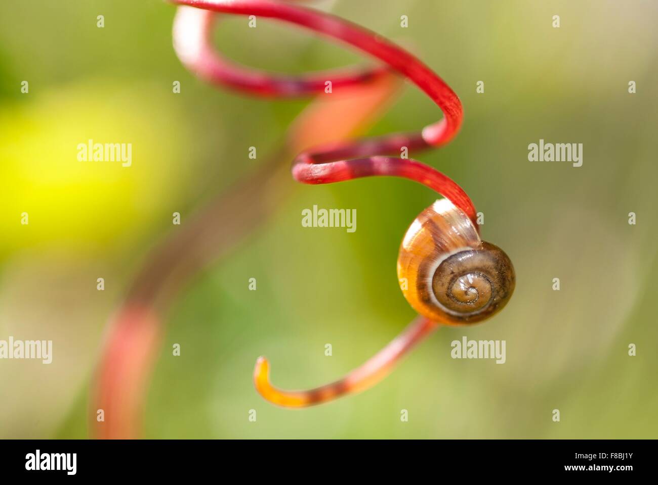 Stylommatophora (Stylommatophora) shell on vine (Vitis sp.), Germany Stock Photo