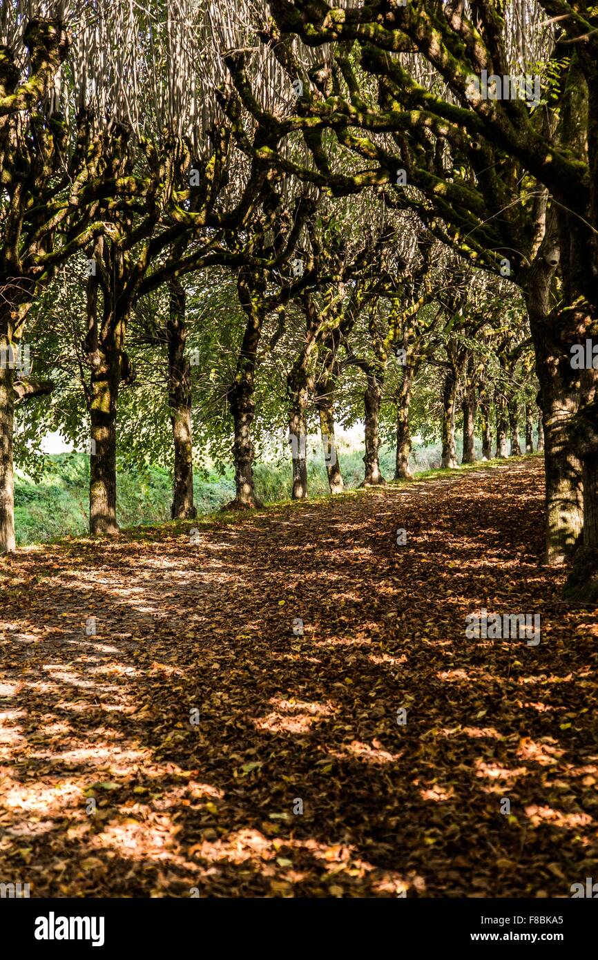Coutryside road lined up with trees. Stock Photo